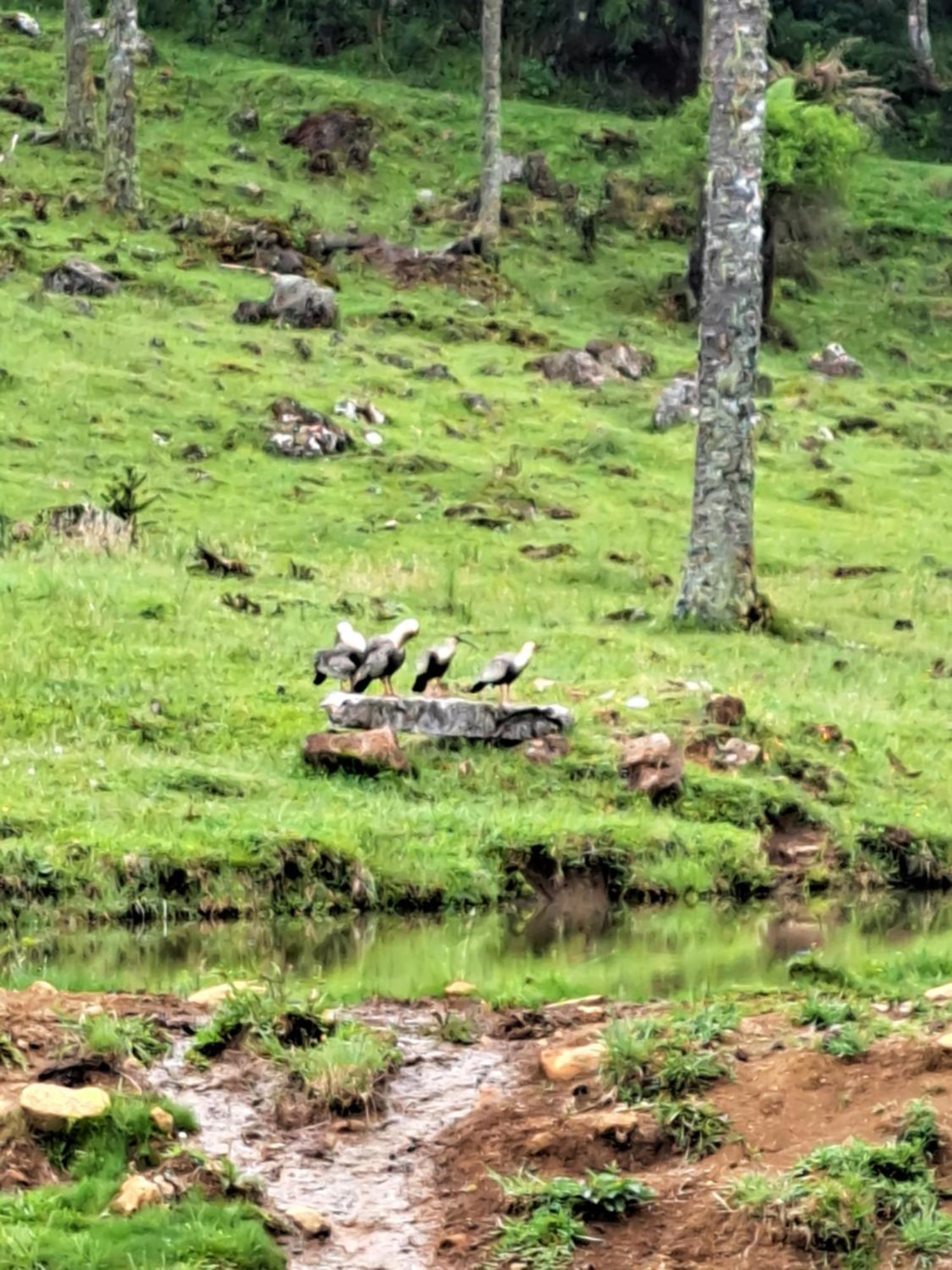 Pousada Chales Aconchego Serrano Bom Jardim da Serra Exteriör bild