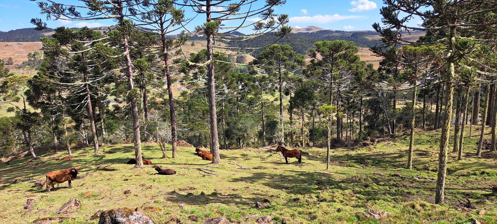 Pousada Chales Aconchego Serrano Bom Jardim da Serra Exteriör bild