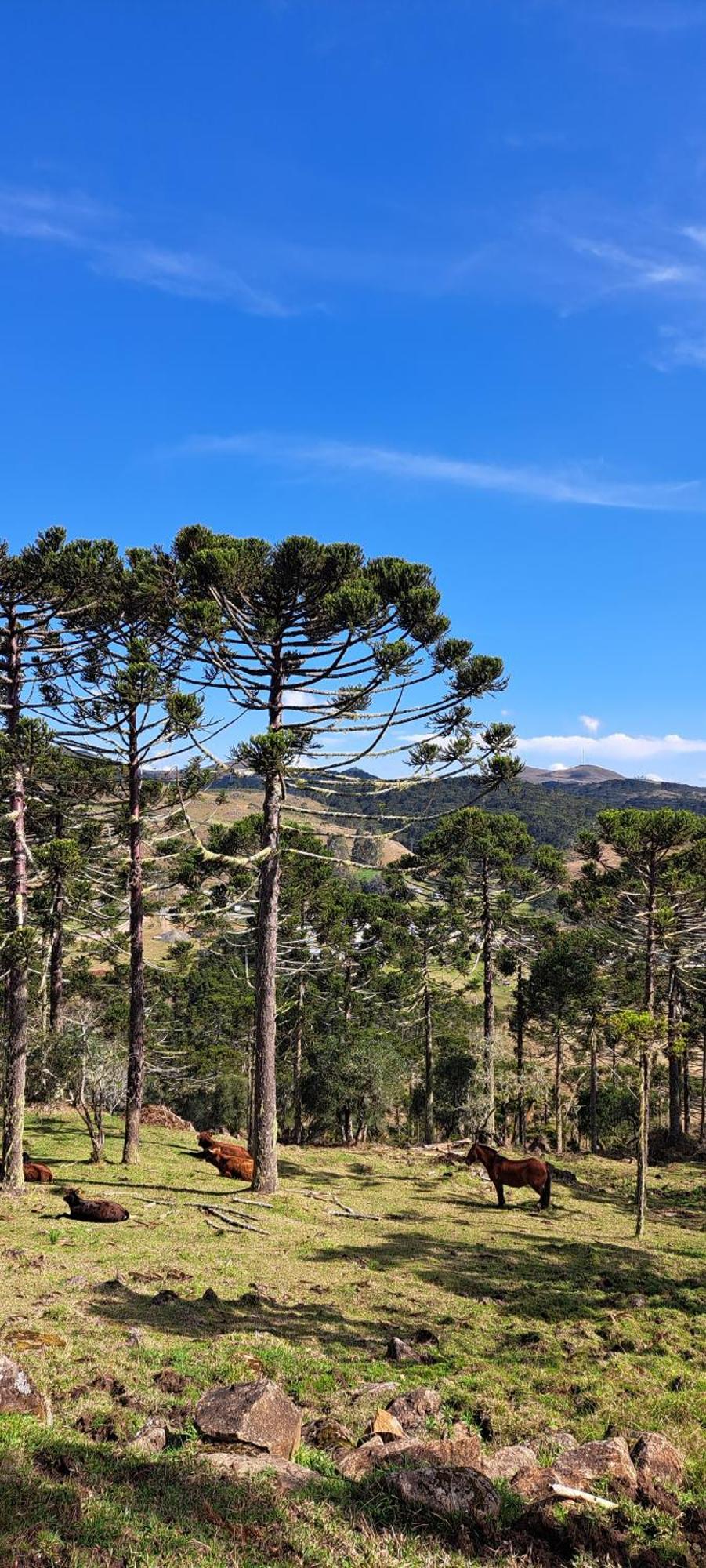 Pousada Chales Aconchego Serrano Bom Jardim da Serra Exteriör bild