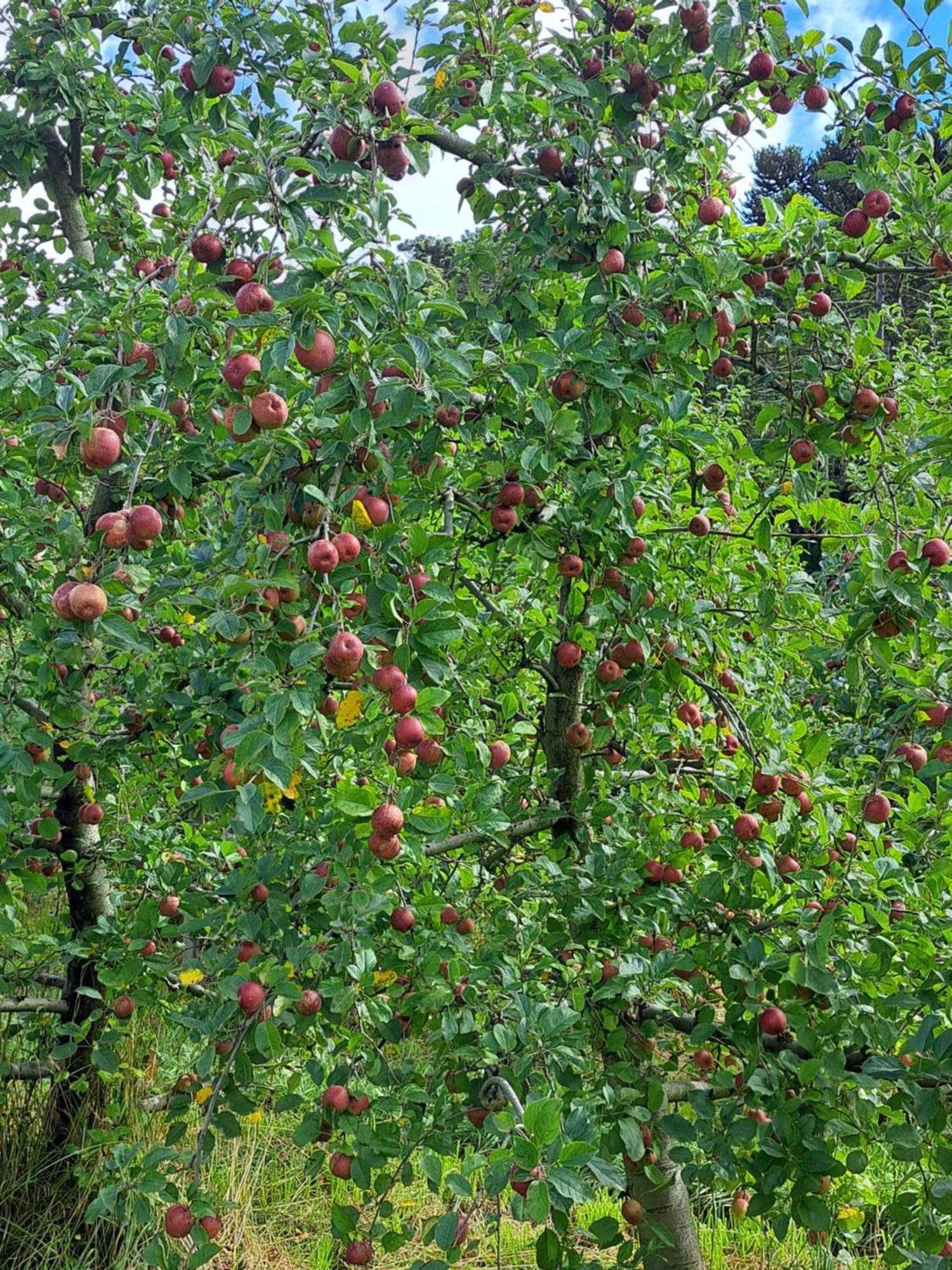 Pousada Chales Aconchego Serrano Bom Jardim da Serra Exteriör bild